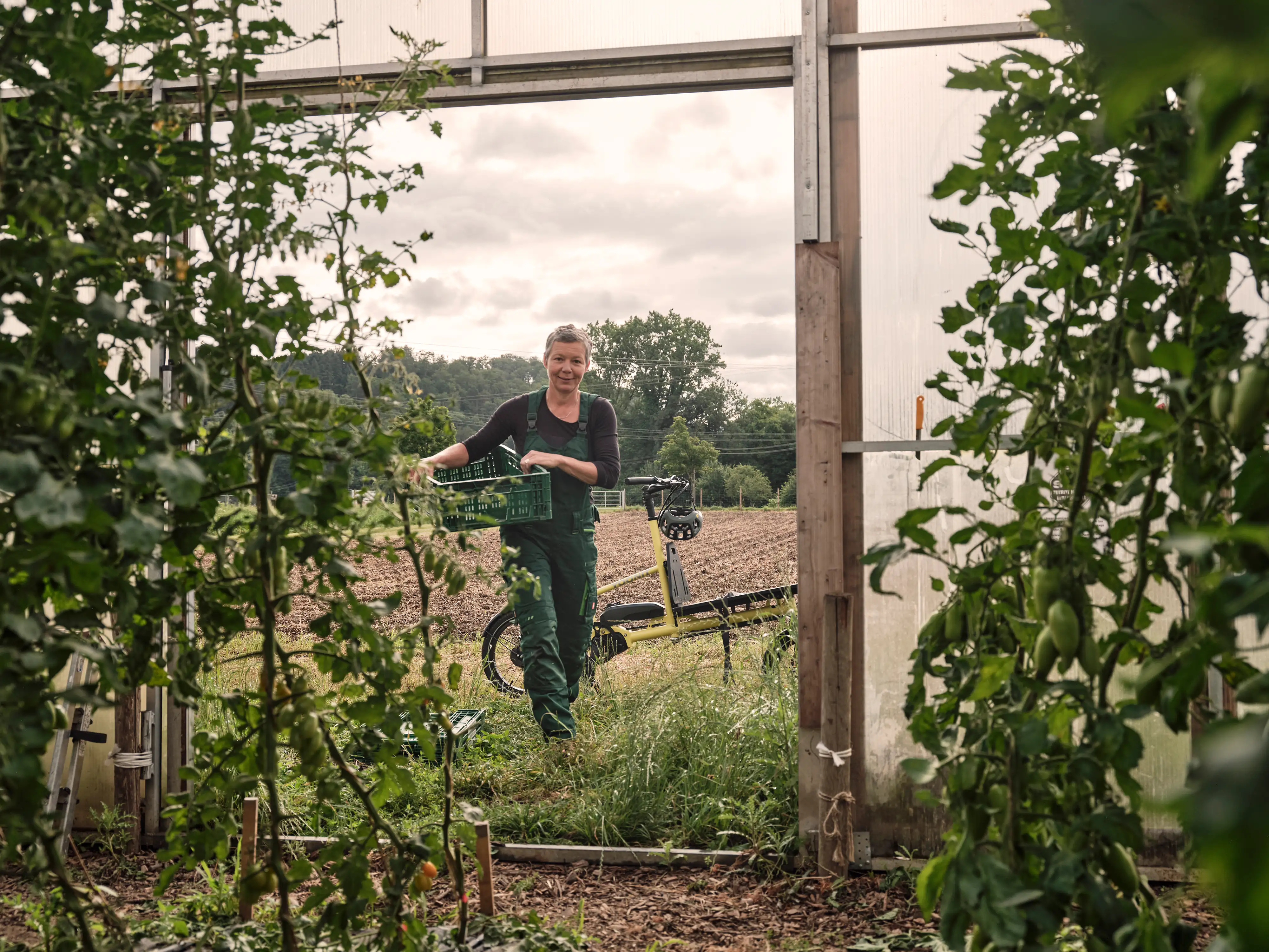 Gärtnerin mit Gemüsekiste betritt Tomatengewächshaus, hinter ihr Lastenrad